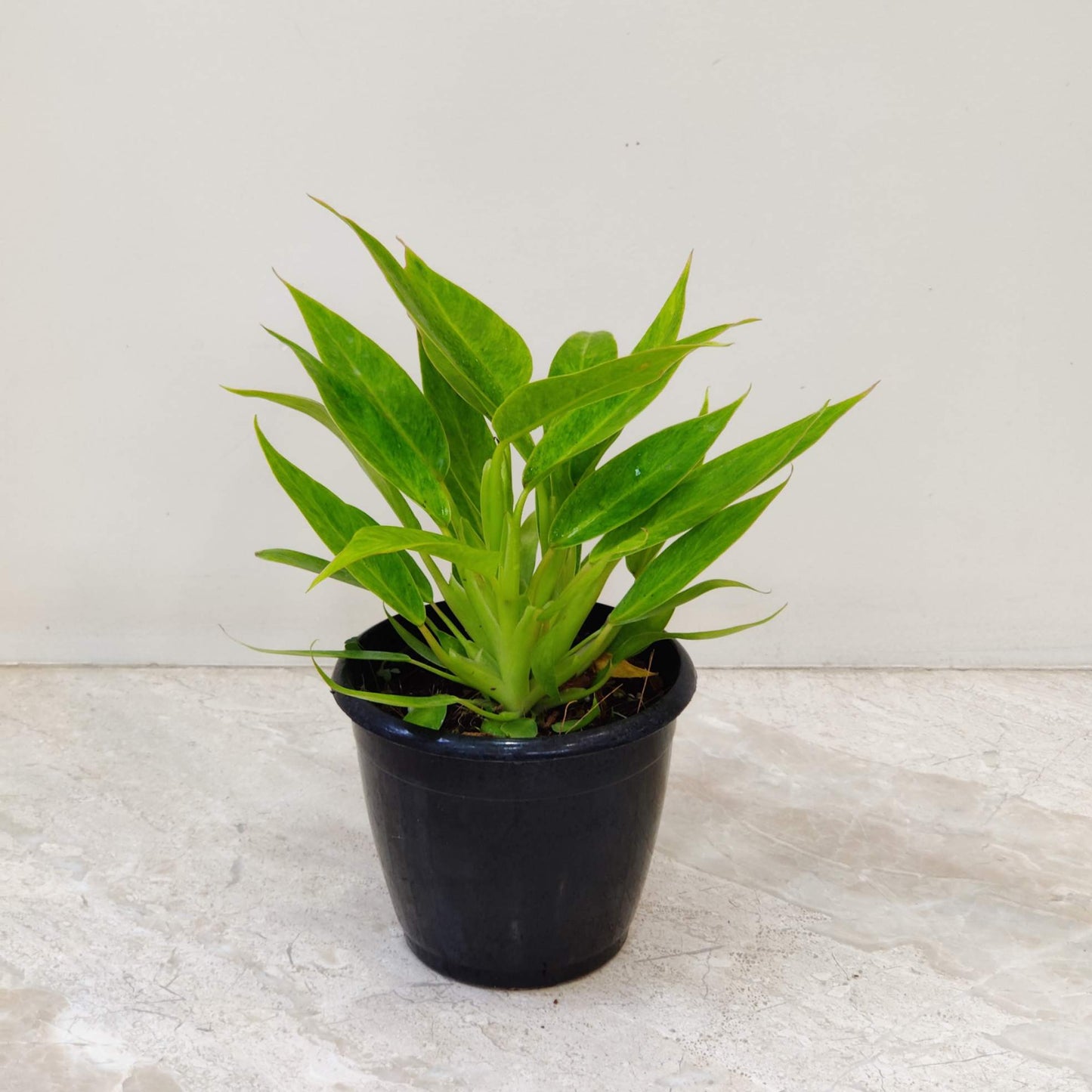 Potted plant on a light gray surface with a white background