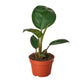 Philodendron Rojo Congo 5.5 inch pot