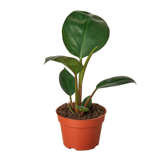 Philodendron Rojo Congo 5.5 inch pot