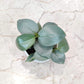Philodendron silver sword in - 10 CM pot