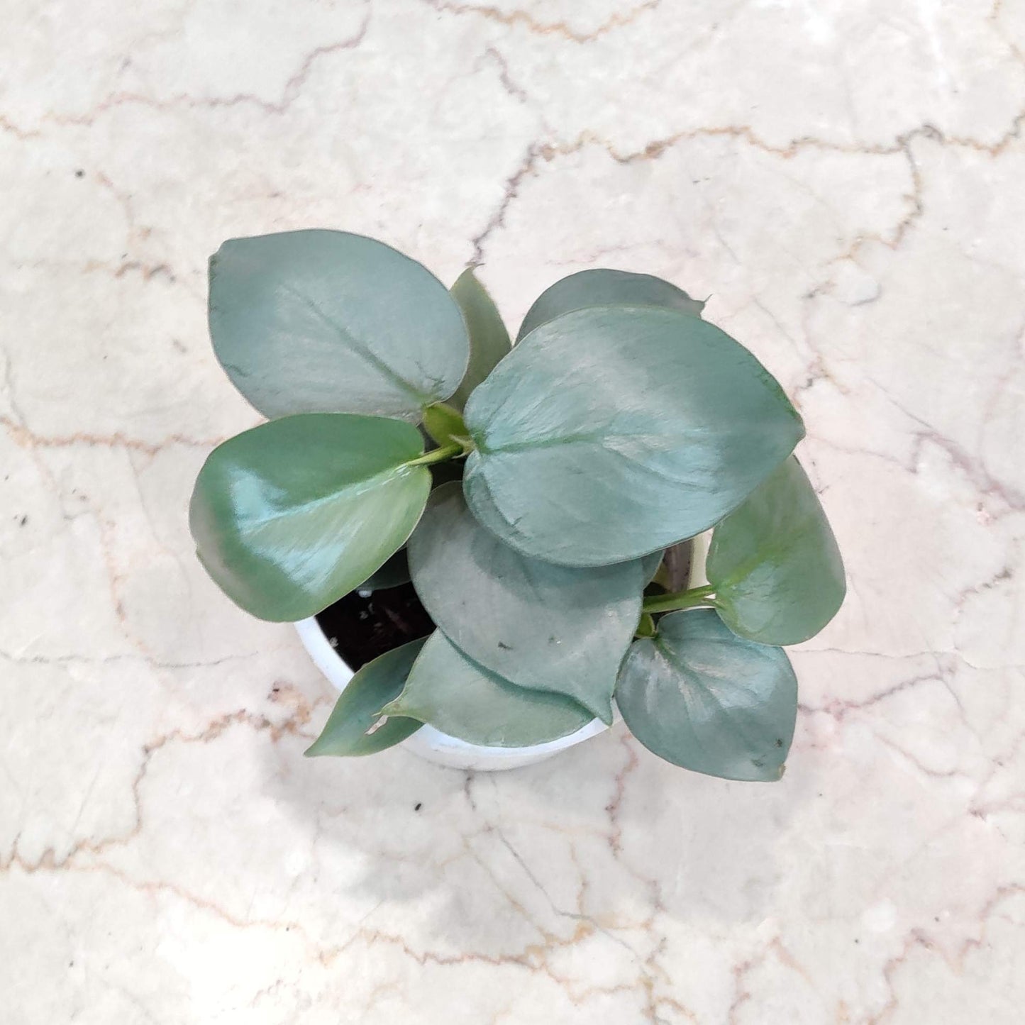 Philodendron silver sword in - 10 CM pot
