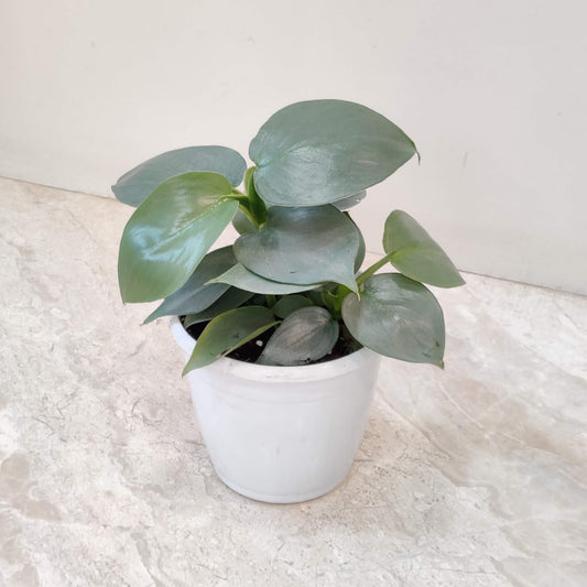 Philodendron silver sword in - 10 CM pot