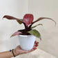 philodendron sunred in 12cm pot
