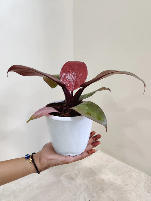 philodendron sunred in 12cm pot