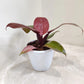 philodendron sunred in 12cm pot