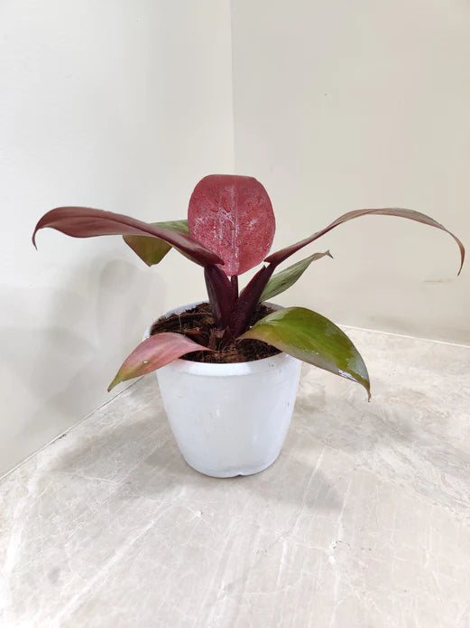 philodendron sunred in 12cm pot