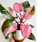 Philodendron Pink Princess in 6inch pot