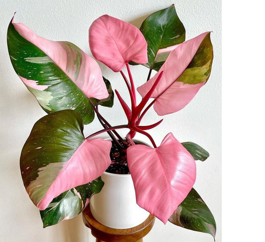 Philodendron Pink Princess 1-2feet height plant