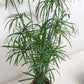 Umbrella Palm plant in 5inch nursery pot (It can grow in water)