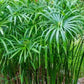 Umbrella Palm plant in 5inch nursery pot (It can grow in water)