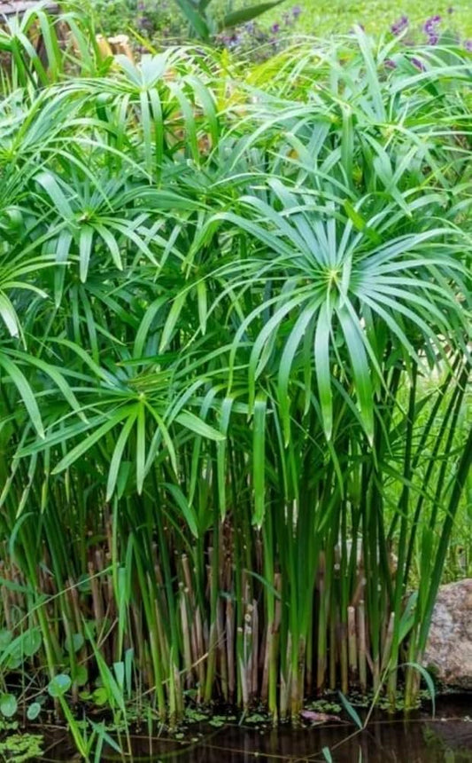 Umbrella Palm plant in 5inch nursery pot (It can grow in water)
