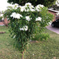 Plumeria pudica (White Frangipani) BIG in 8 inch pot 4-5 ft height