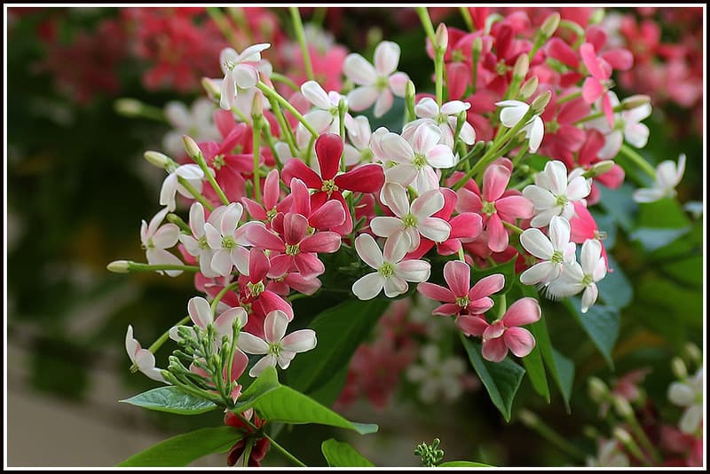A vibrant image showcasing a Rangoon Creeper plant with pink and white flowers in full bloom.