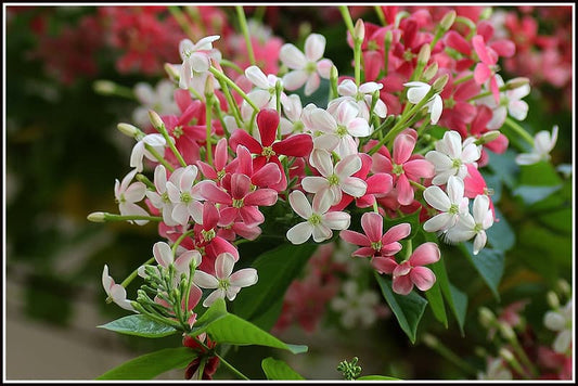 A vibrant image showcasing a Rangoon Creeper plant with pink and white flowers in full bloom.