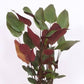 Red calathea lutea 3ft height in 8inch pot