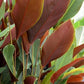 Red calathea lutea 3ft height in 8inch pot