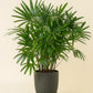 A potted palm plant with lush green fronds in a matte dark gray pot, set on a bed of small beige pebbles against a solid cream background.
