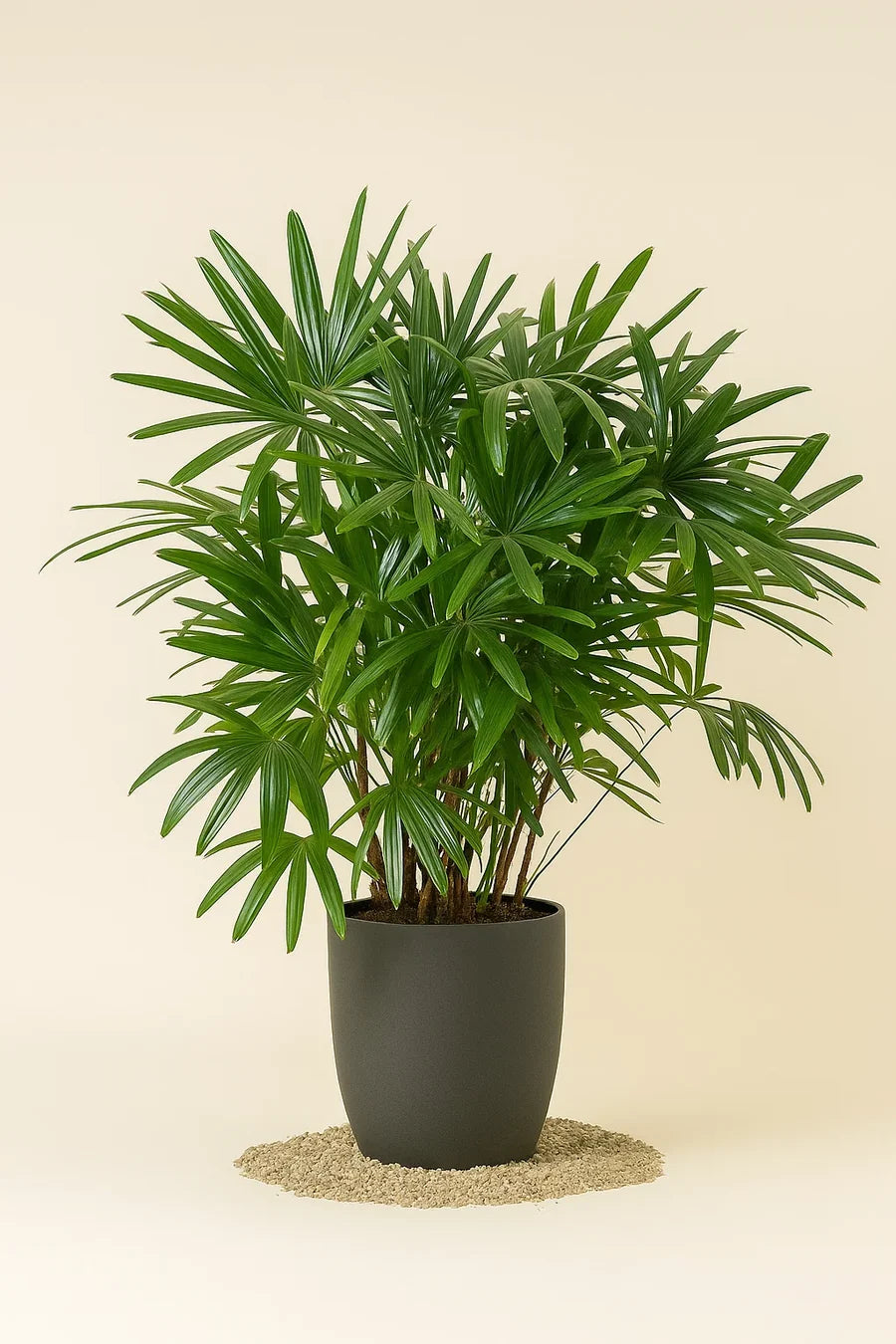 A potted palm plant with lush green fronds in a matte dark gray pot, set on a bed of small beige pebbles against a solid cream background.