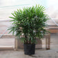 Rhapis Palm of 2ft height in 10 inch pot