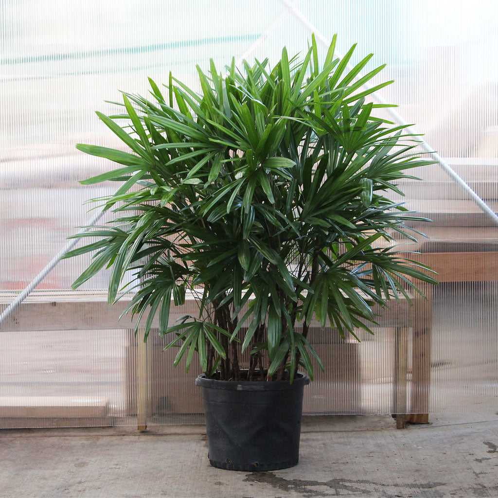 Rhapis Palm of 2ft height in 10 inch pot