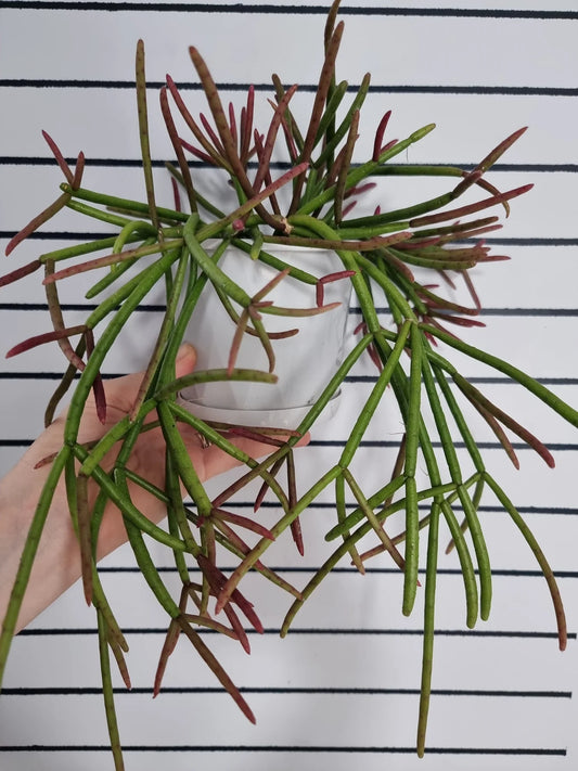 Rhipsalis crythrocarpa  or Red Coral