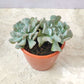 Echeveria Runyonii ‘Topsy Turvy’
