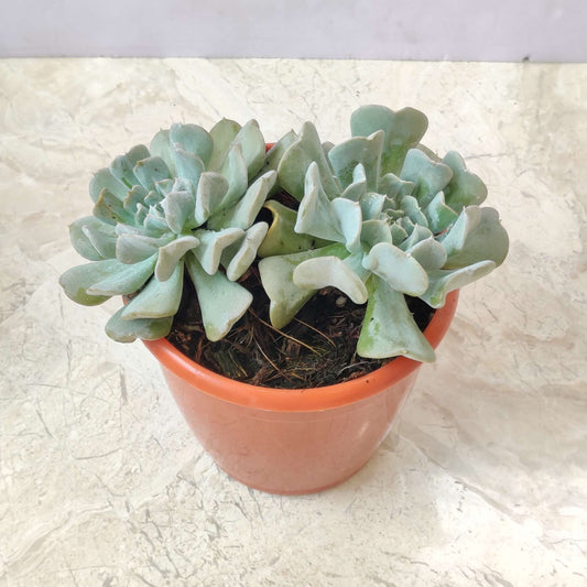 Echeveria Runyonii ‘Topsy Turvy’