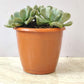 Echeveria Runyonii ‘Topsy Turvy’