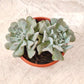 Echeveria Runyonii ‘Topsy Turvy’