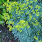 Green plant with yellow flowers in a garden setting