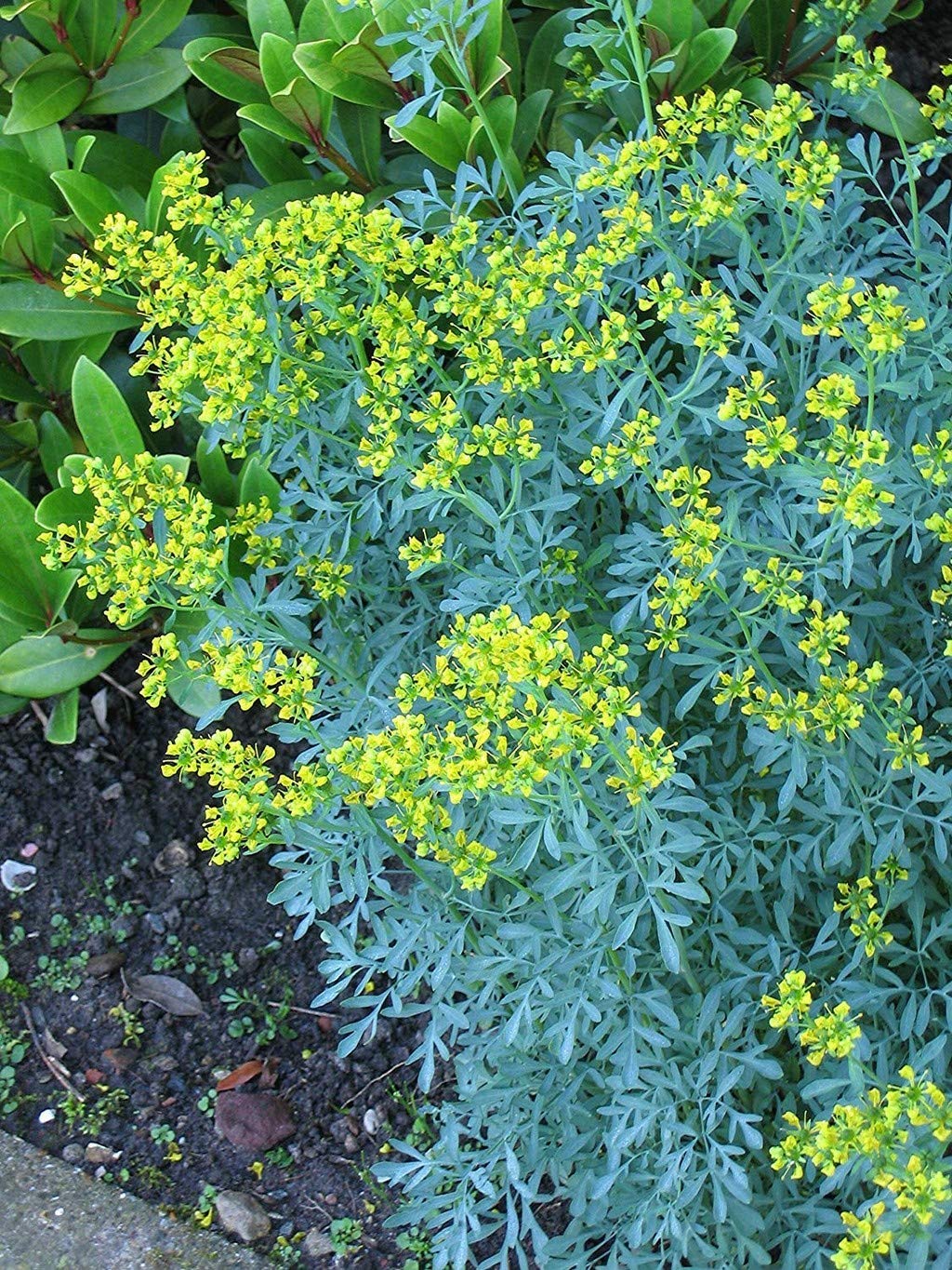 Green plant with yellow flowers in a garden setting