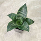 green dwarf sansevieria in 5inch pot