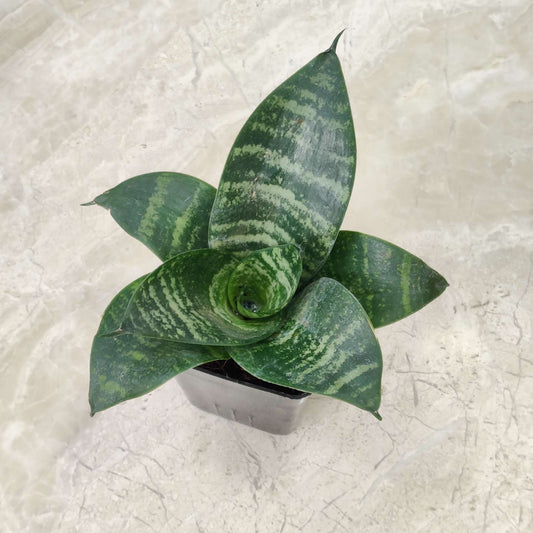 green dwarf sansevieria in 5inch pot