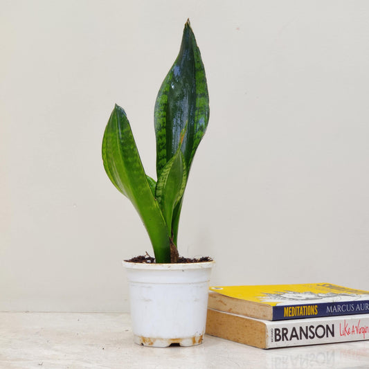 Snake plant -- Sansevieria Trifasciata Whitney 10 cm pot