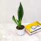 Snake plant -- Sansevieria Trifasciata Whitney 10 cm pot