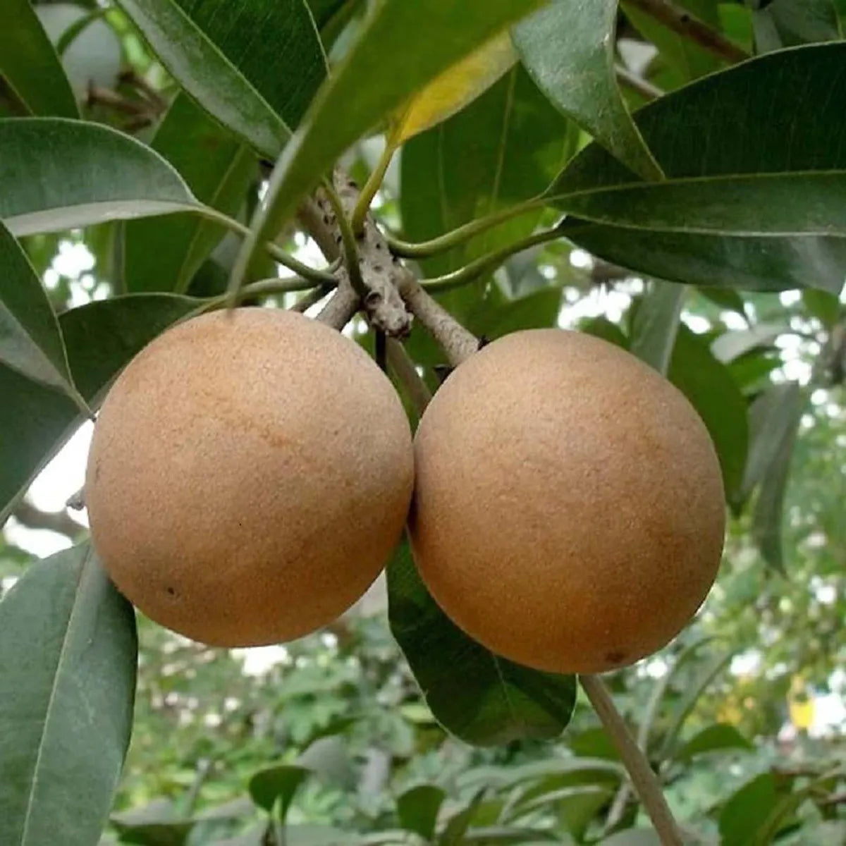 Two brown fruits hanging from a tree branch with green leaves.