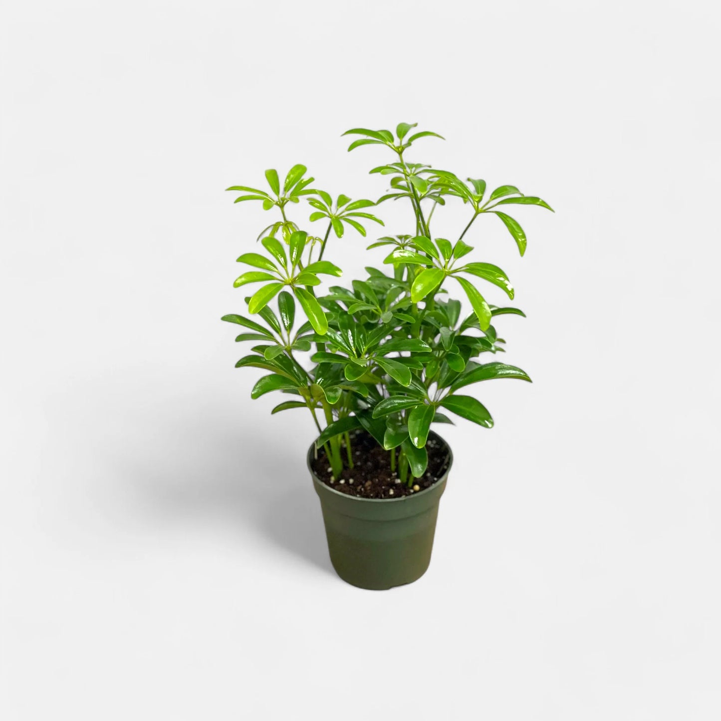 Potted plant on a light gray background