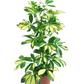 Umbrella Plant / Schefflera variegated 1 to 2 ft height in 5inch nursery pot