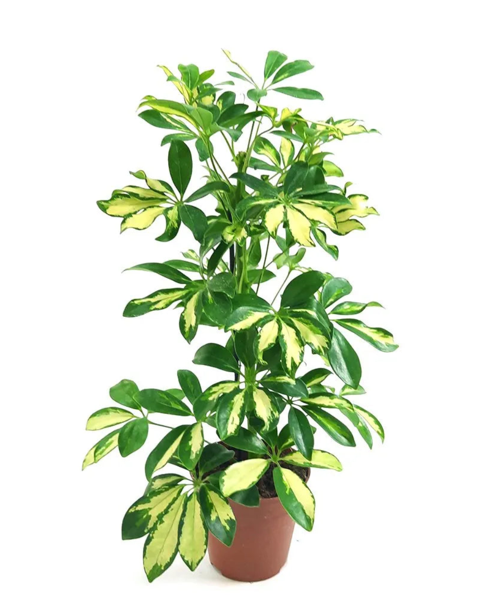 Umbrella Plant / Schefflera variegated 1 to 2 ft height in 5inch nursery pot