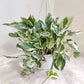 Variegated pothos plant in a white pot on a light background