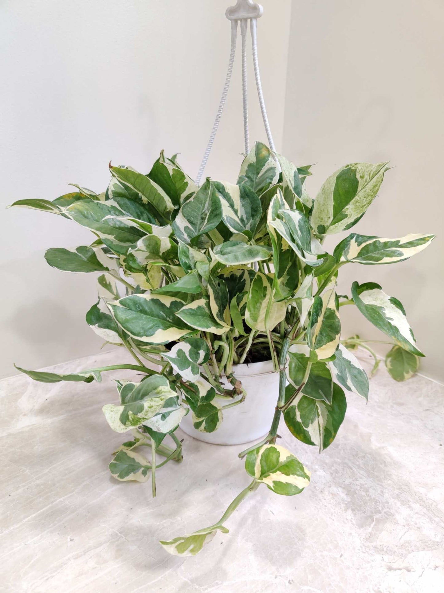 Variegated pothos plant in a white pot on a light background