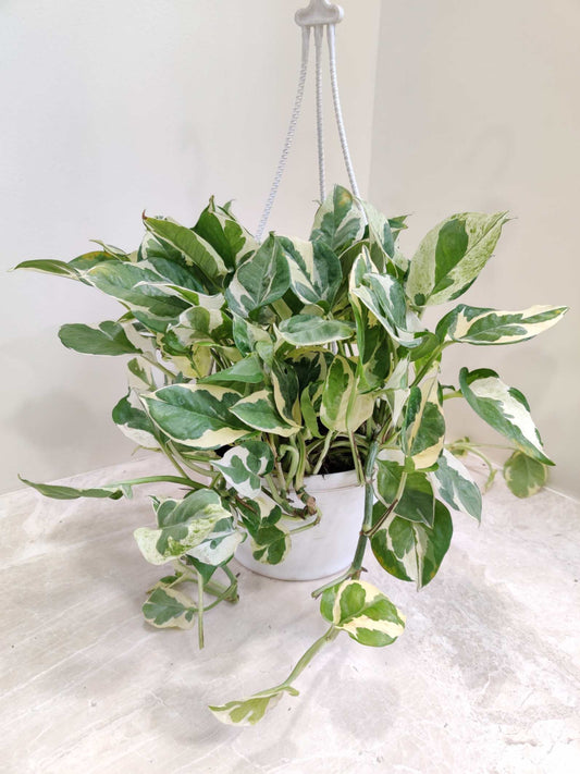 Variegated pothos plant in a white pot on a light background