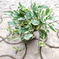 Hanging plant with green and white leaves on a textured pavement background