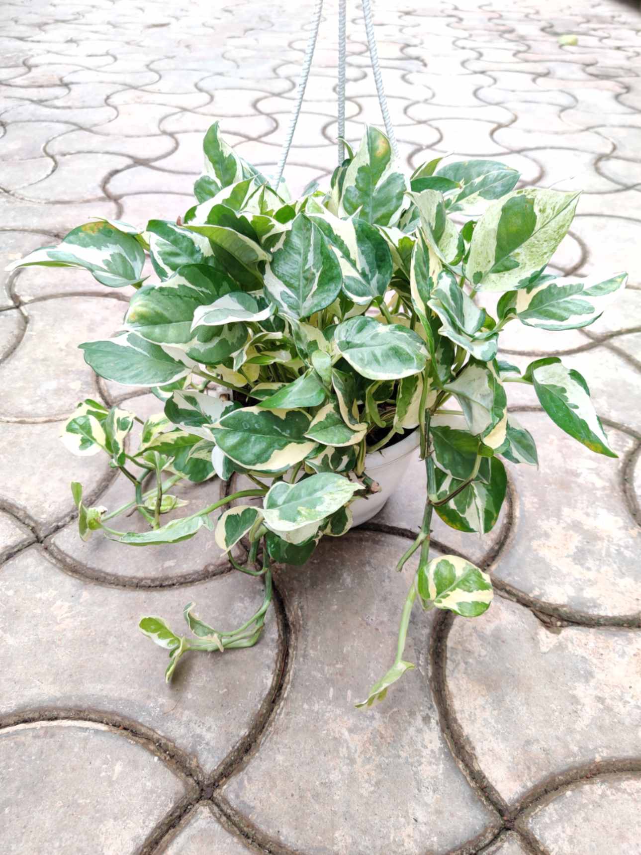 Hanging plant with green and white leaves on a textured pavement background