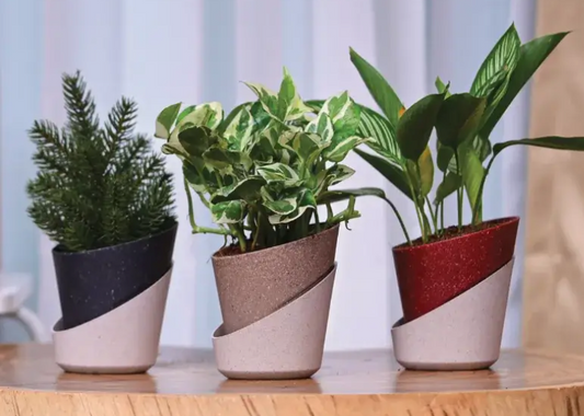 Atlantis eco self watering planter (Assorted colour) - Set of 3