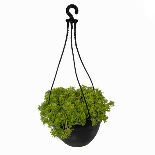 Sedum Hanging in 4 inch pot