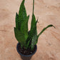 Snake plant green big in 8inch nursery pot