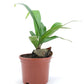 Staghorn Fern in 4inch pot
