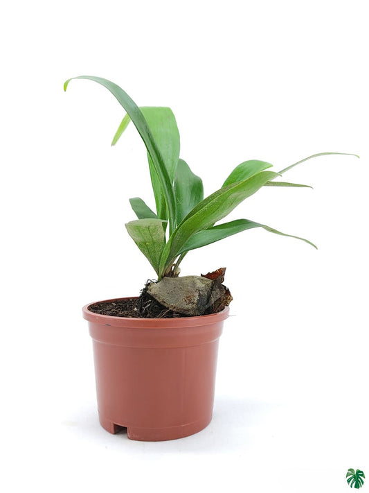 Staghorn Fern in 4inch pot