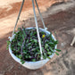 Hanging planter with green succulents on a textured brown background